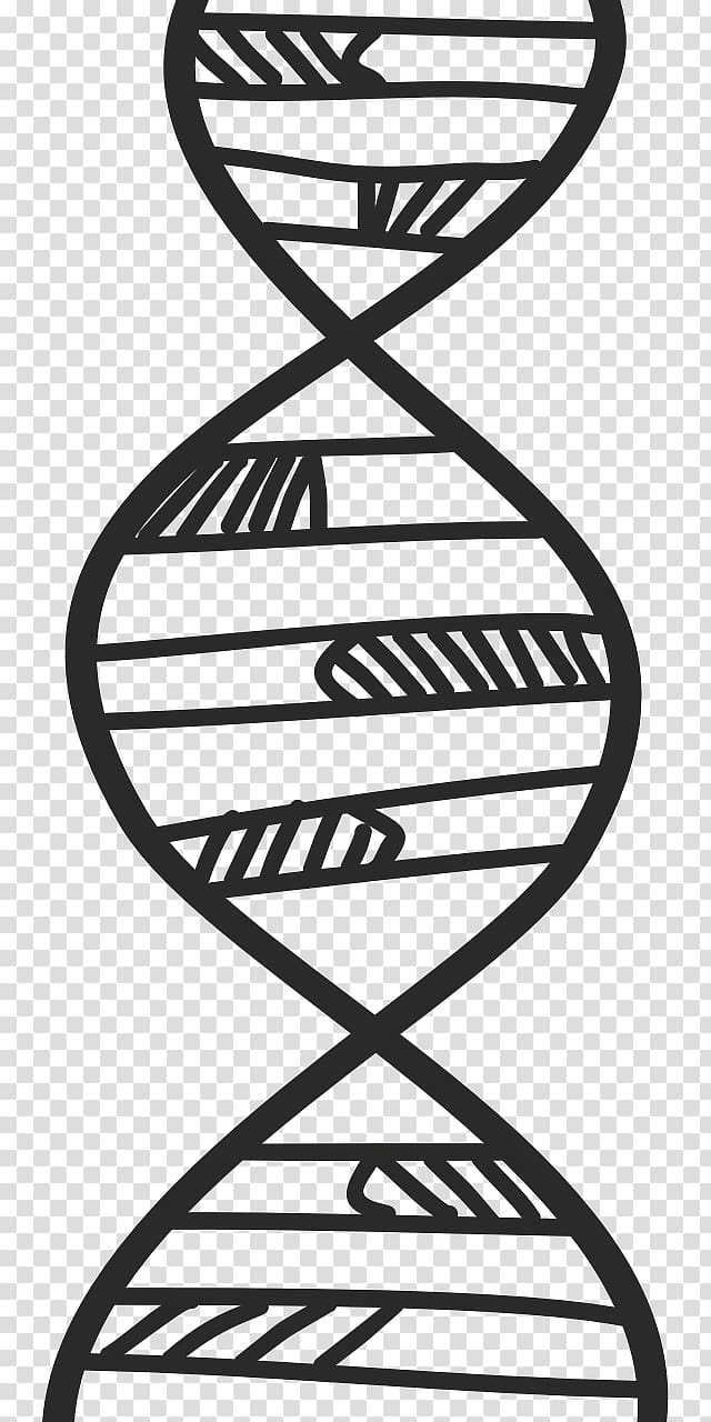 DNA Genetics Biology Science Biochemistry, science transparent background PNG clipart