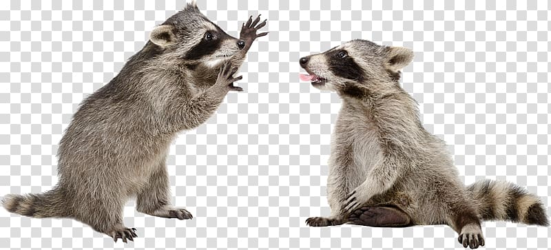 Raccoons: A Natural History Gray wolf , raccoon transparent background PNG clipart
