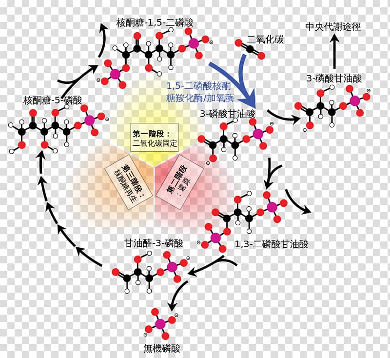 Calvin cycle Light-independent reactions Carbon fixation Ribulose 1,5-bisphosphate synthesis, transparent background PNG clipart