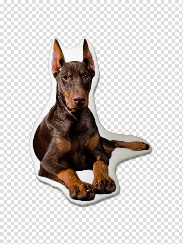 Dobermann Miniature Pinscher German Pinscher Manchester Terrier English Toy Terrier, How To Train Your Doberman Pinscher transparent background PNG clipart