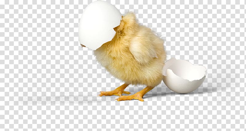 Chicken Duck Eggshell Bird, cockatiel transparent background PNG clipart