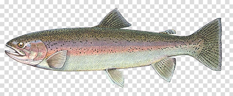 Coastal cutthroat trout Coho salmon Sardine Rainbow trout, fish transparent background PNG clipart