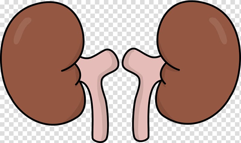 kidney clip art