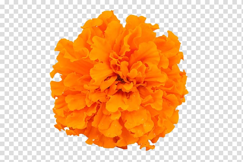 marigold transparent background PNG clipart