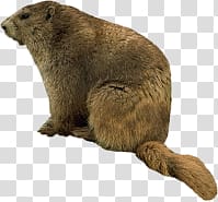 Beaver transparent background PNG clipart