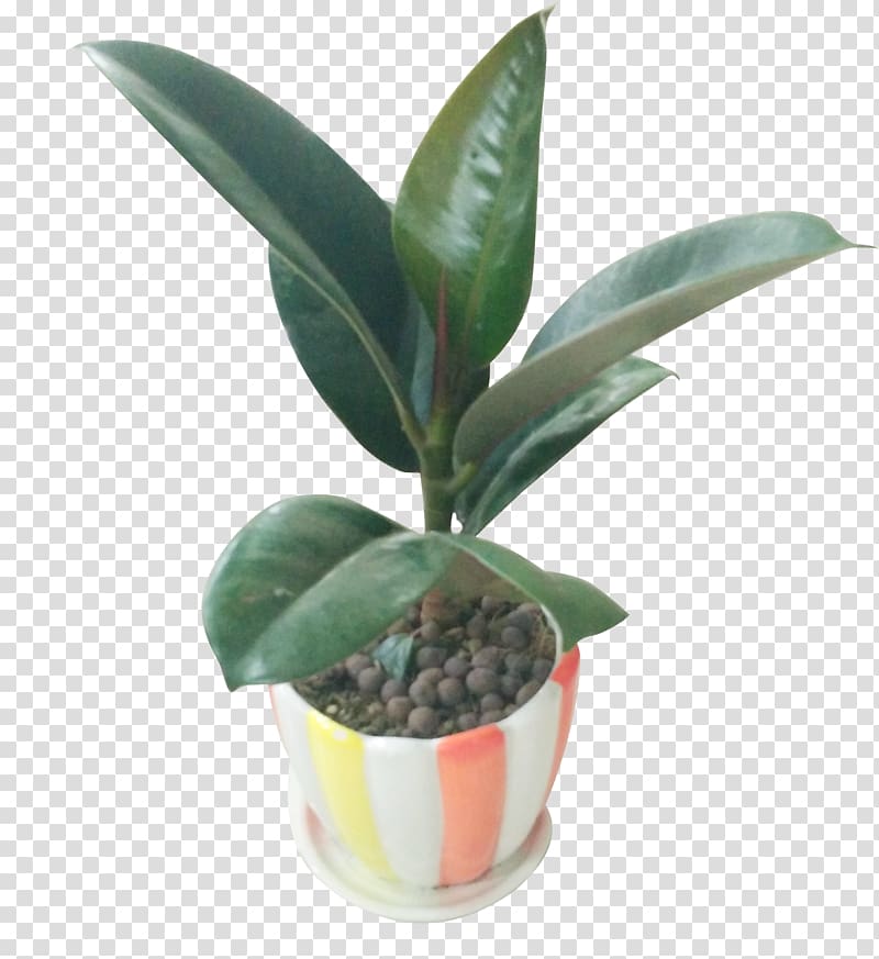 Leaf Flowerpot Houseplant, Large leaf plant potted plants transparent background PNG clipart