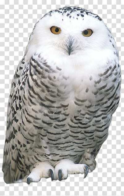 Tawny owl Snowy owl Eurasian eagle-owl Bird Striginae, Animal owl transparent background PNG clipart