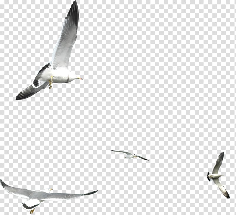 seagull transparent background PNG clipart