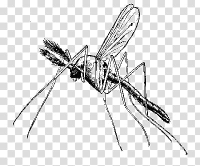 Africa Malaria Mosquito Quina Disease, Africa transparent background PNG clipart