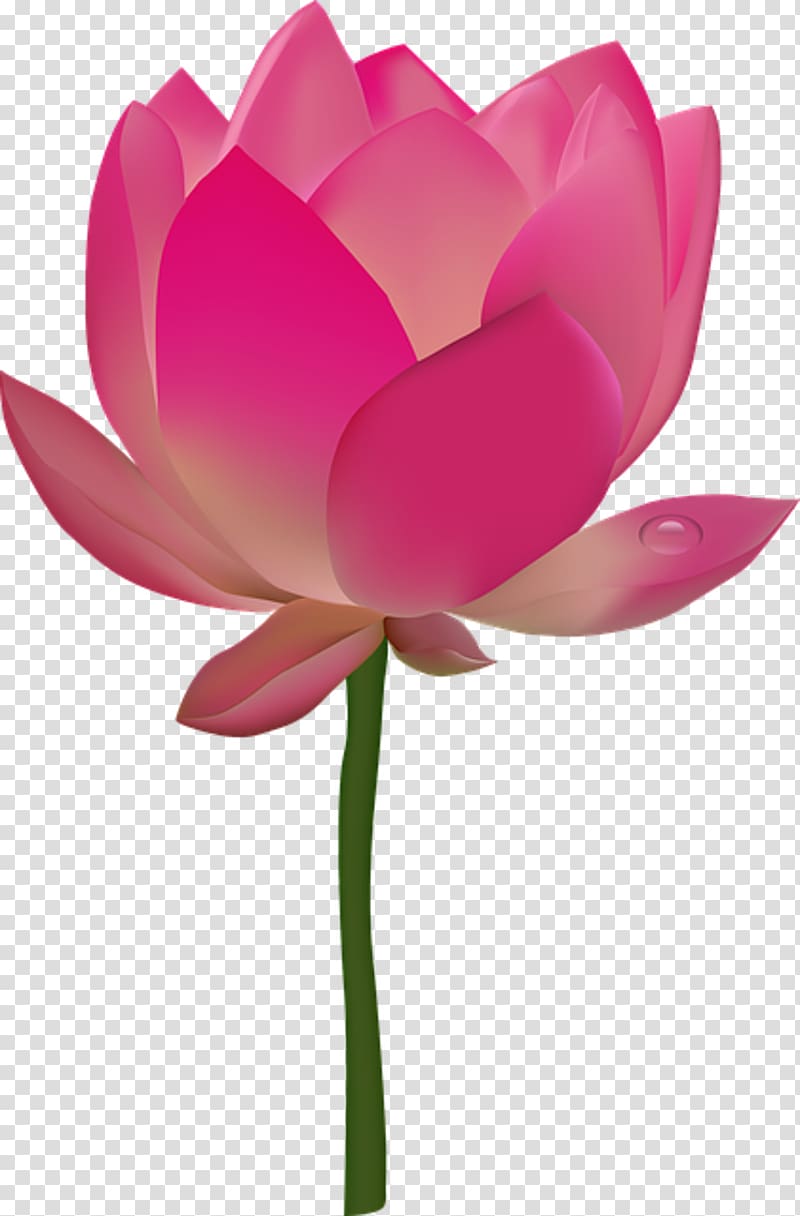 Nelumbo nucifera Egyptian lotus Flower , flower transparent background PNG clipart