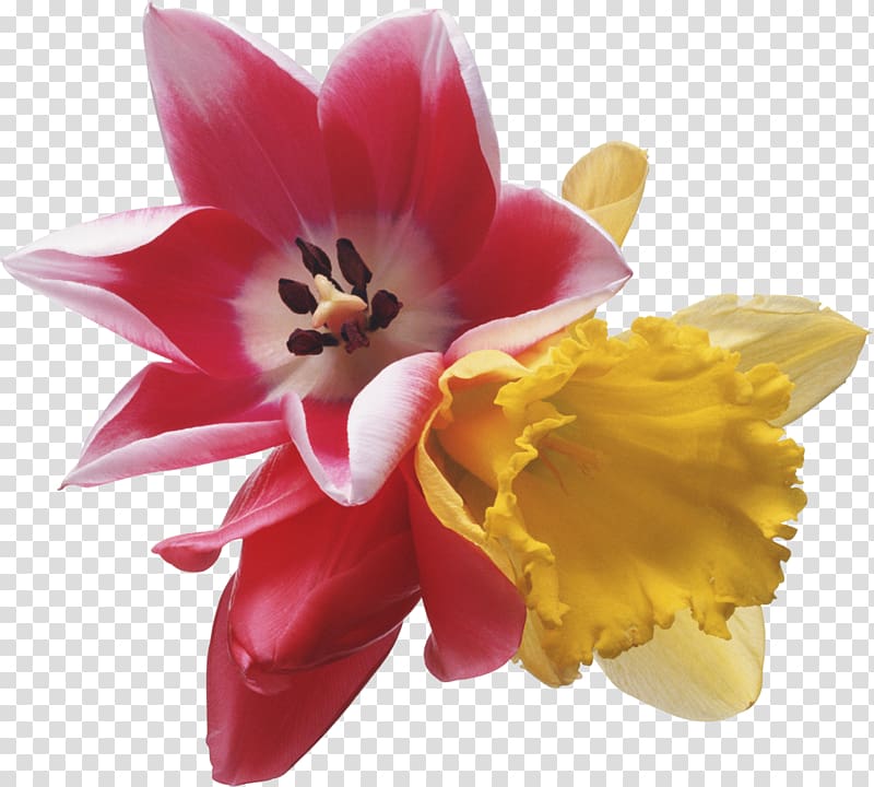 Flower Tulip , gladiolus transparent background PNG clipart