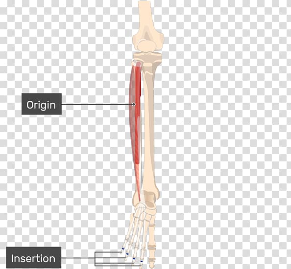 Extensor digitorum longus muscle Extensor digitorum muscle Flexor digitorum longus muscle Origin and Insertion Flexor digitorum profundus muscle, others transparent background PNG clipart