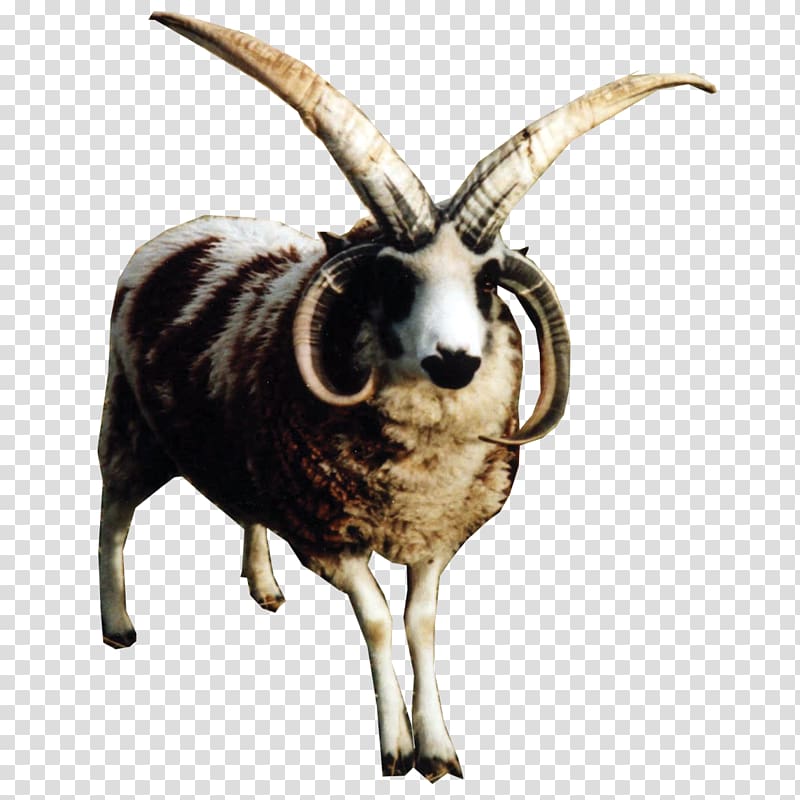 Jacob sheep Racka Argali Goat Soay sheep, Boar Hunting transparent background PNG clipart