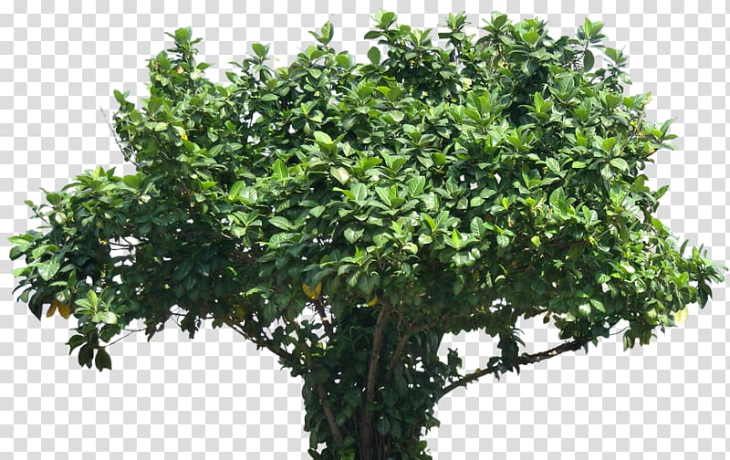 Tree Subtropics Barringtonia asiatica, deciduous leaves transparent background PNG clipart