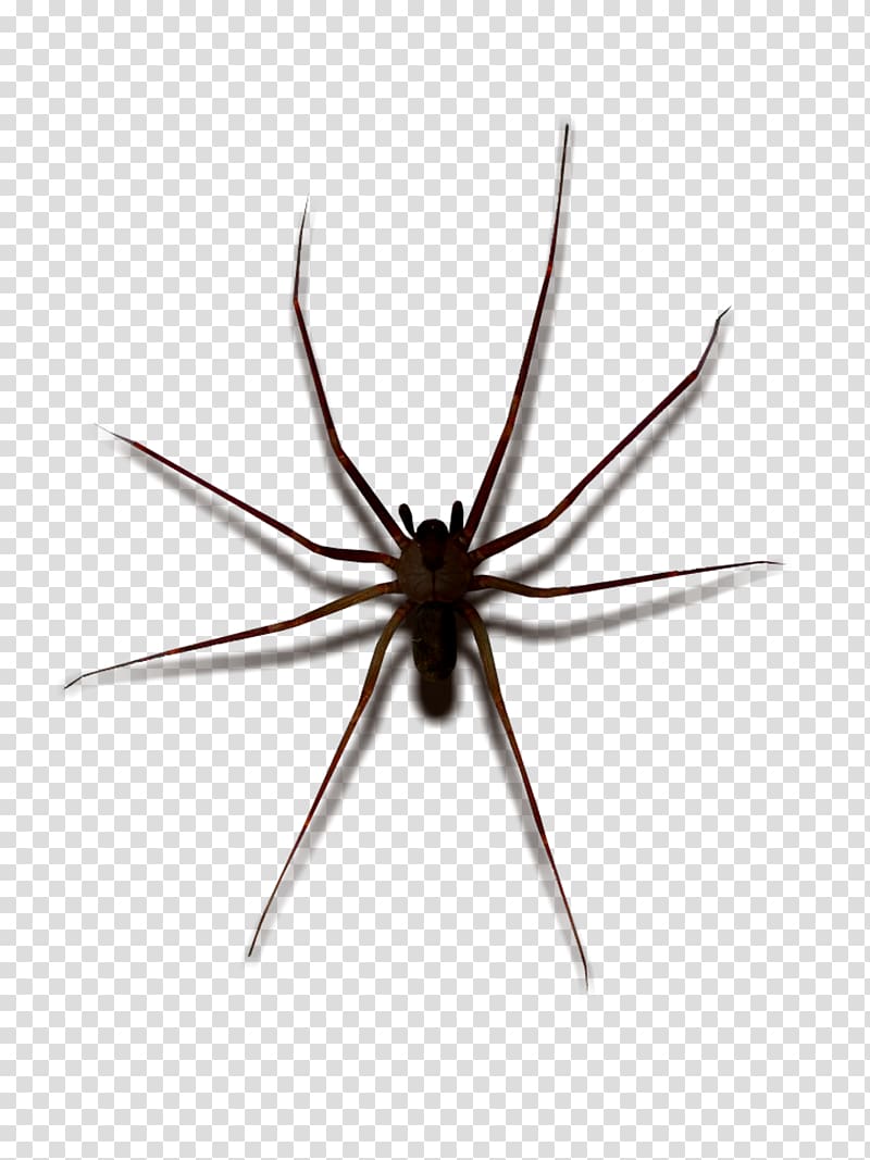 Widow spiders STX G.1800E.J.M.V.U.NR YN May Wolf spider, spider transparent background PNG clipart