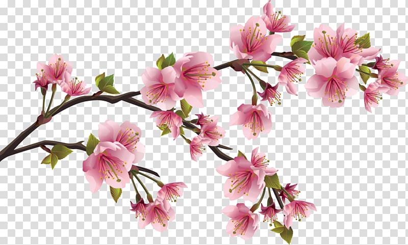 Cherry blossom Flower Petal, japanese transparent background PNG clipart