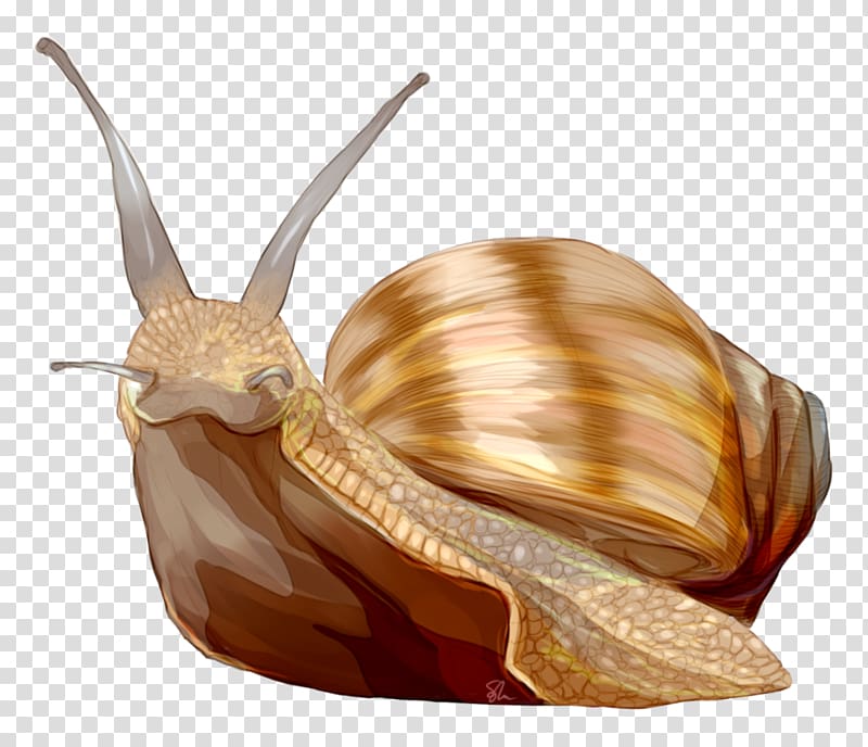 Gastropods Schnecken Sea snail Slug, Snail transparent background PNG clipart