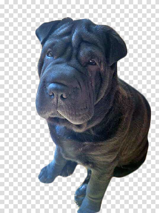 Shar Pei Ori-Pei Dog breed Non-sporting group Breed group (dog), shar pei transparent background PNG clipart