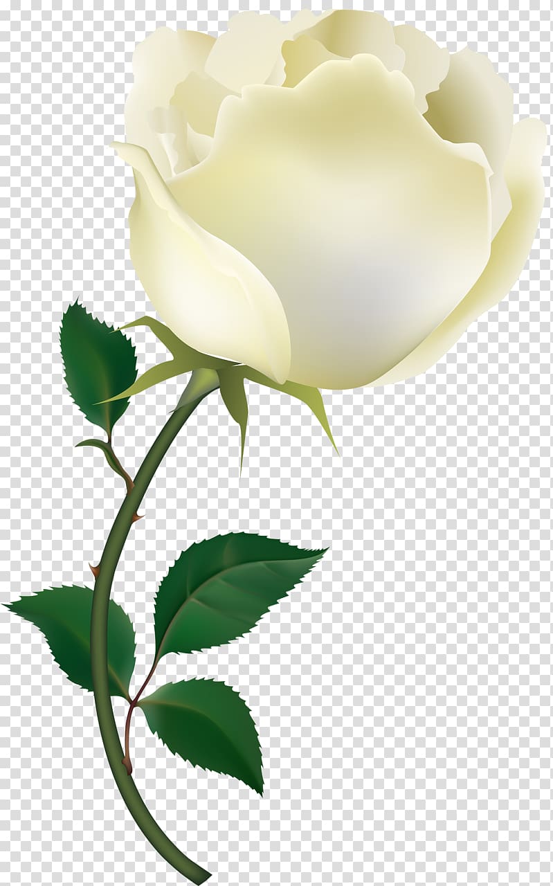 Rose , rose transparent background PNG clipart