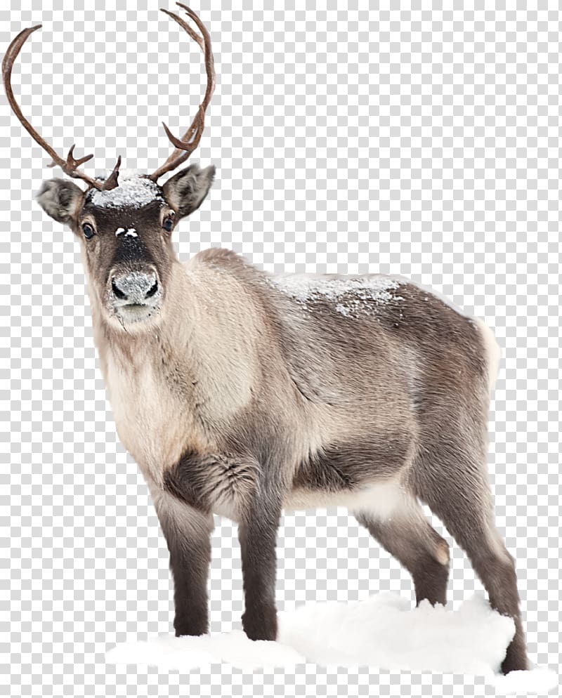 Reindeer Santa Claus Desktop Moose, hippo transparent background PNG clipart