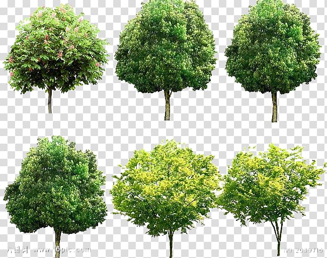 Tree Garden Landscape, Environmental transparent background PNG clipart