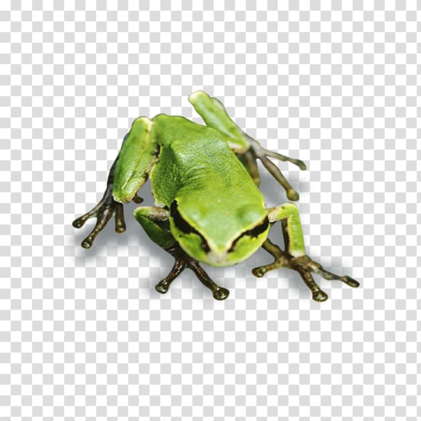 Tree frog True frog, frog transparent background PNG clipart