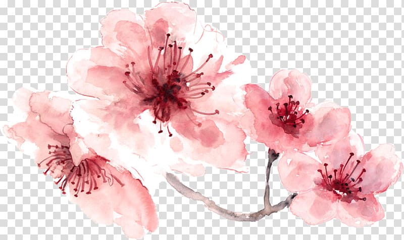 Cherry blossom Watercolor painting, cherry blossom transparent background PNG clipart