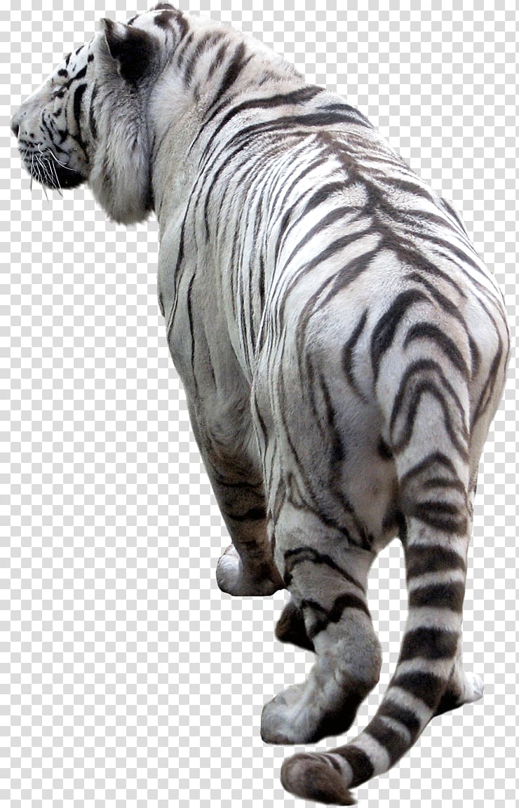 black and white tiger, White Tiger Back transparent background PNG clipart