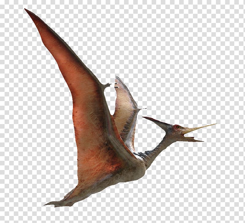 flying pterosaurs transparent background PNG clipart