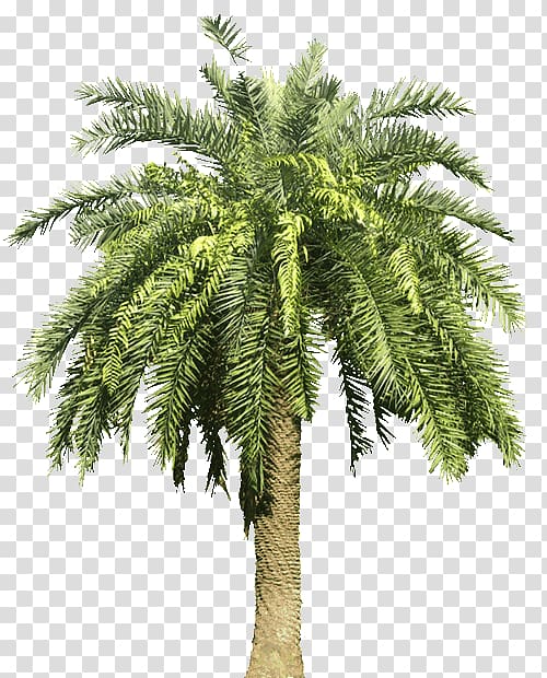 Arecaceae Canary Island date palm Tree, date palm transparent background PNG clipart