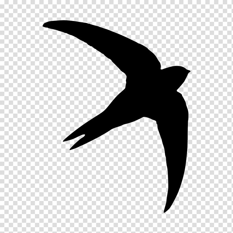 Common swift Silhouette Bird, Silhouette transparent background PNG clipart