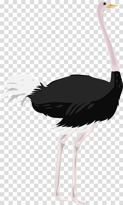 Ostrich transparent background PNG clipart