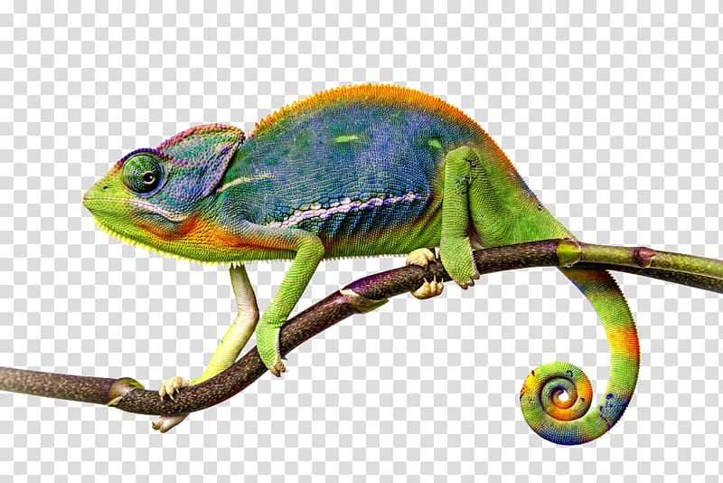 chameleon perched on branch, Lizard Common Iguanas Veiled chameleon Common chameleon Illustration, Chameleon File transparent background PNG clipart