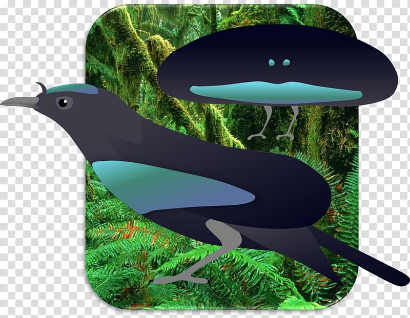Superb bird-of-paradise Greater bird-of-paradise Lesser bird-of-paradise, super b transparent background PNG clipart