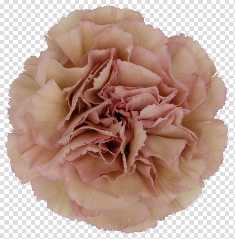 Carnation Flower Petal Floral design Hypericum, small chrysanthemum transparent background PNG clipart