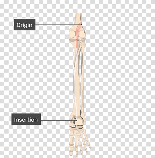 Gastrocnemius muscle Plantaris muscle Soleus muscle Origin and Insertion Anatomy, others transparent background PNG clipart