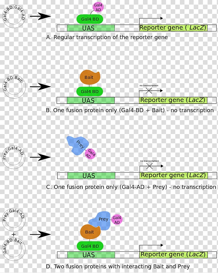 Two-hybrid screening Reporter gene Transcription factor Protein domain, others transparent background PNG clipart