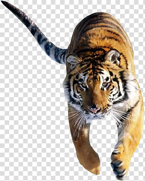 Cat Siberian Tiger Bengal tiger Desktop White tiger, tigers transparent background PNG clipart