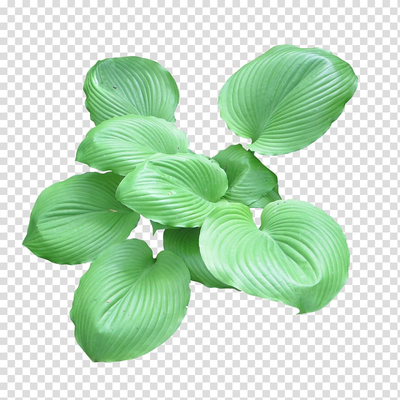 Plantain lilies Rendering, Bush transparent background PNG clipart