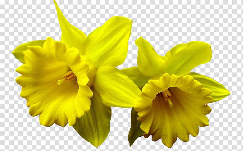 I Wandered Lonely as a Cloud Daffodil Desktop , daffodil transparent background PNG clipart