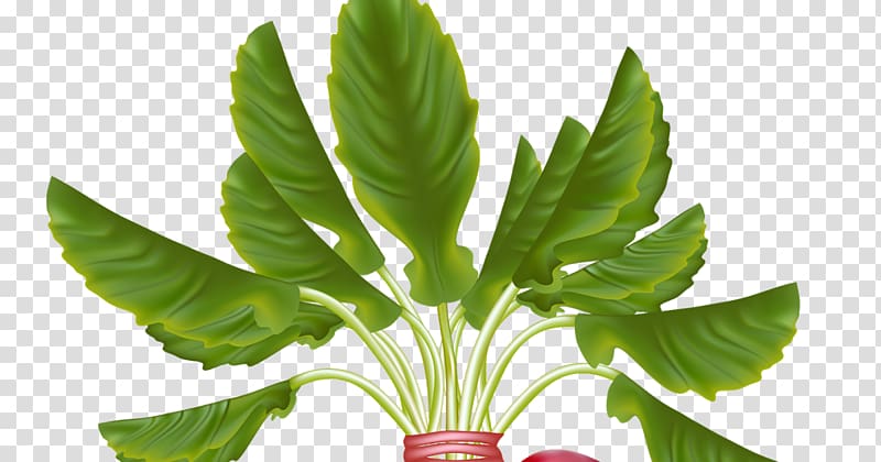 Daikon Cruciferous vegetables , vegetable transparent background PNG clipart
