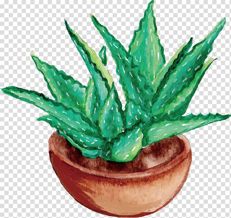 Aloe vera Watercolor painting Drawing, Home grown aloe vera transparent background PNG clipart