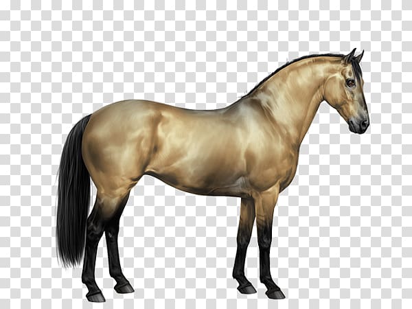Appaloosa Howrse Knabstrupper Arabian horse Mustang, Painted Horse transparent background PNG clipart