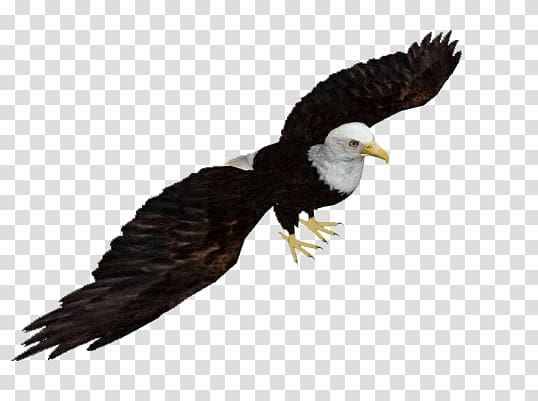 Bald Eagle Zoo Tycoon 2: Marine Mania Bird Beak, Bird transparent background PNG clipart
