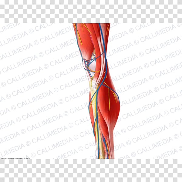 Human leg Finger Hip Elbow Knee, blood vessel transparent background PNG clipart