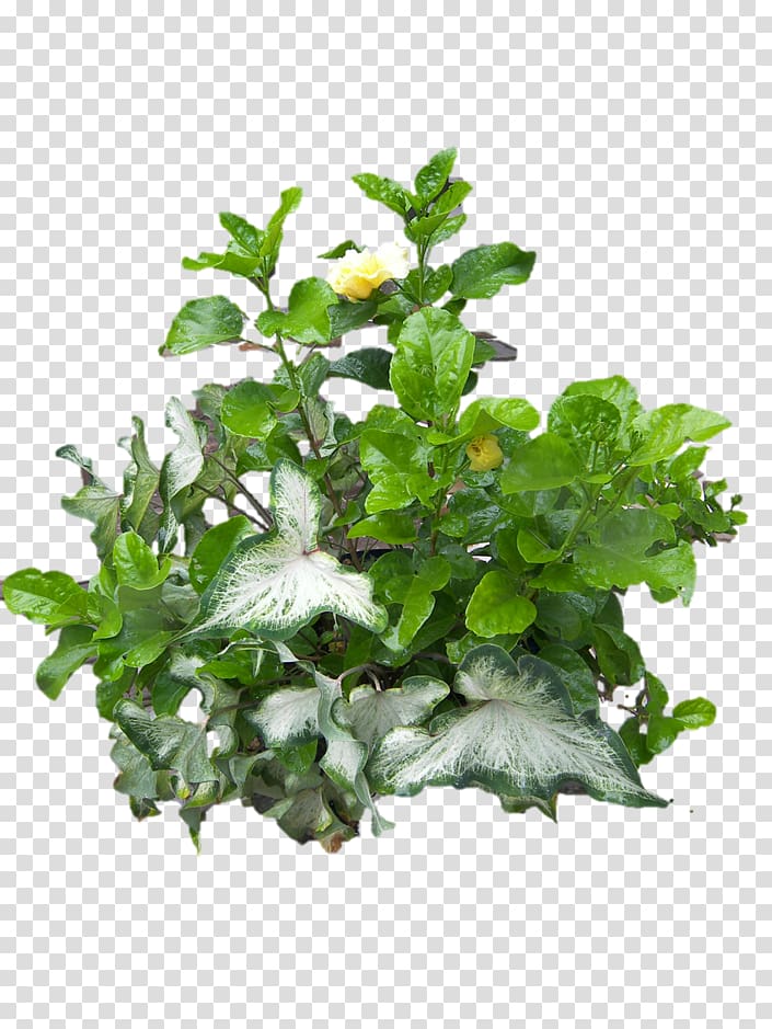 Nutrient Devil\'s ivy Plant Vine Common ivy, potted plant transparent background PNG clipart