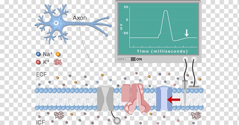 Diagram Neuron Resting potential Action potential Membrane potential, others transparent background PNG clipart