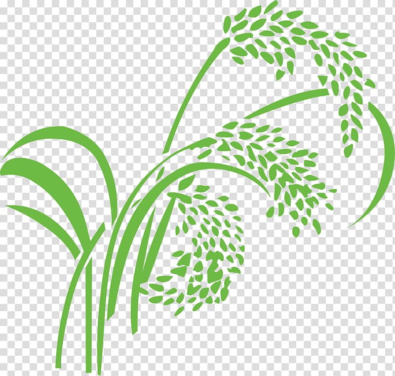 Rice Wheat Caryopsis, paddy,Rice,Rice,Rice,Hedao transparent background PNG clipart