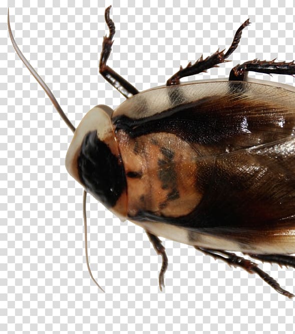 The Metamorphosis Cockroach Somerville Beetle Pest Control, cockroach transparent background PNG clipart