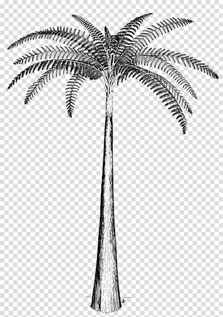 Tree fern Psaronius Carboniferous, fern transparent background PNG clipart